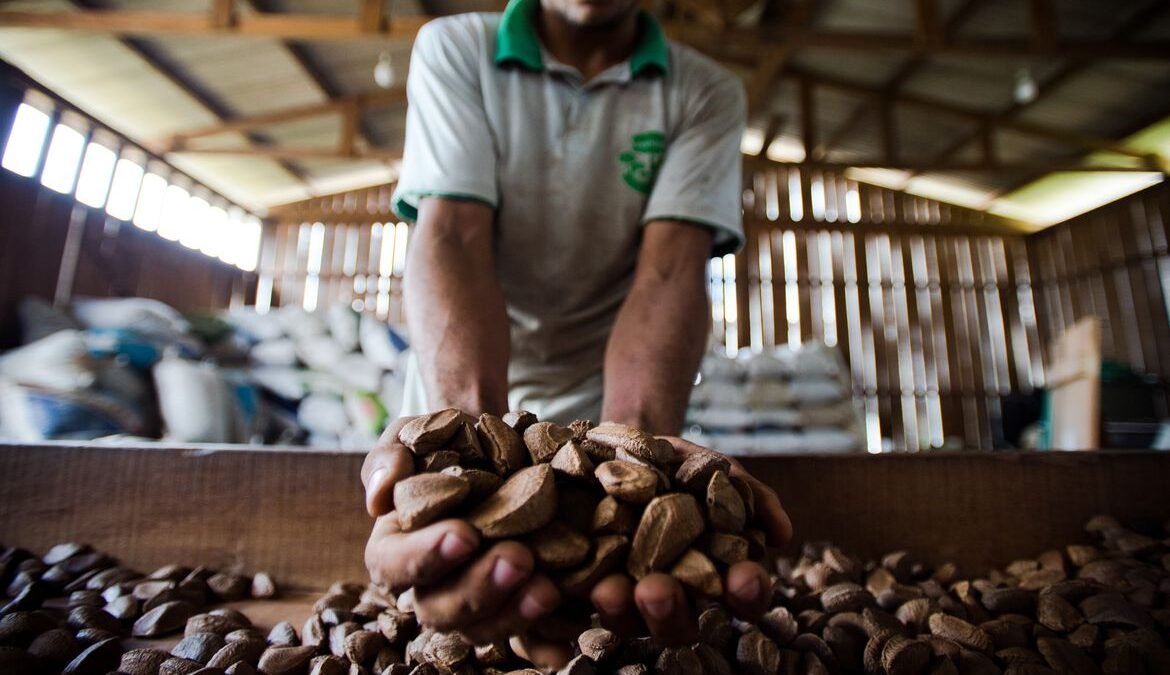 BNDES vai destinar R$ 2,5 milhões para bioeconomia na Amazônia