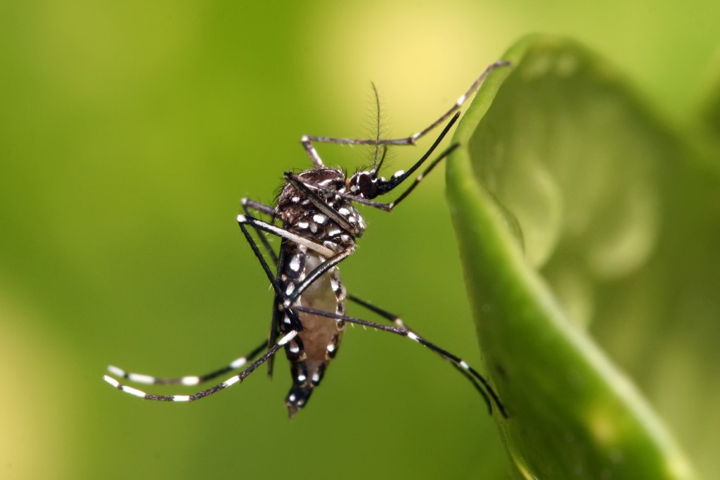 Arraial do Cabo intensifica campanha de combate a dengue