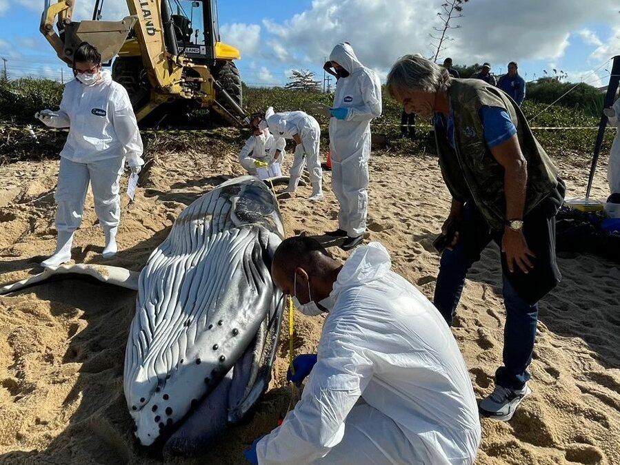 Baleia-Jubarte é encontrada morta em praia de Macaé