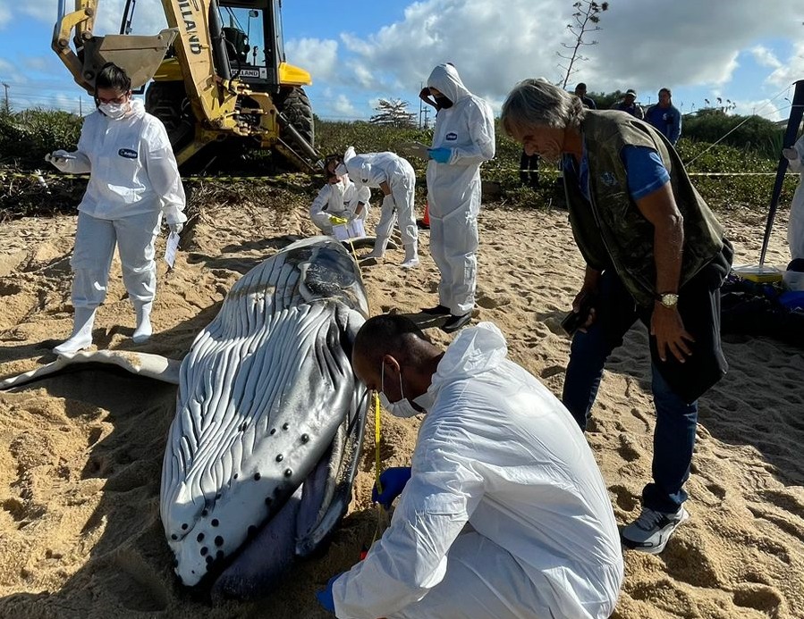 Baleia-Jubarte é encontrada morta em praia de Macaé