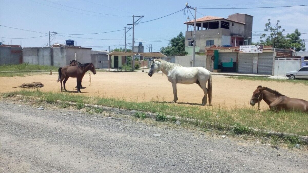Casimiro de Abreu recolhe animais de grande porte das vias urbanas