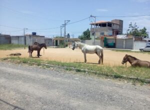 Casimiro de Abreu recolhe animais de grande porte das vias urbanas