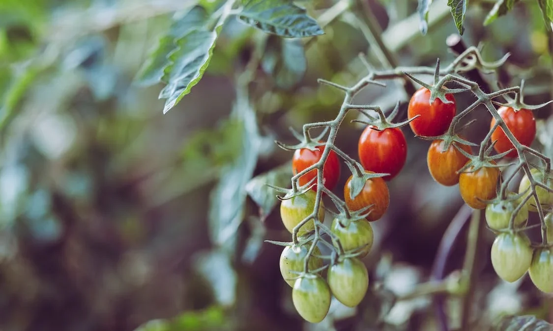 Tomate: frio e problemas na produção limitam oferta na safra de inverno