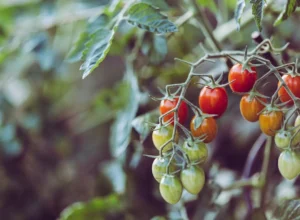Tomate: frio e problemas na produção limitam oferta na safra de inverno