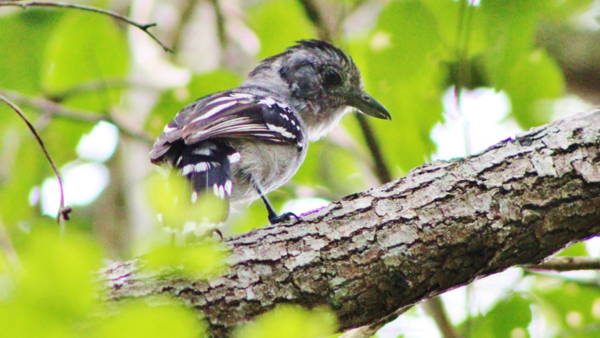 Iguaba Grande: A diversidade natural da princesinha da Região dos Lagos