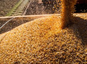 Produção de grãos deve crescer 17,4% na safra 2022/2023
