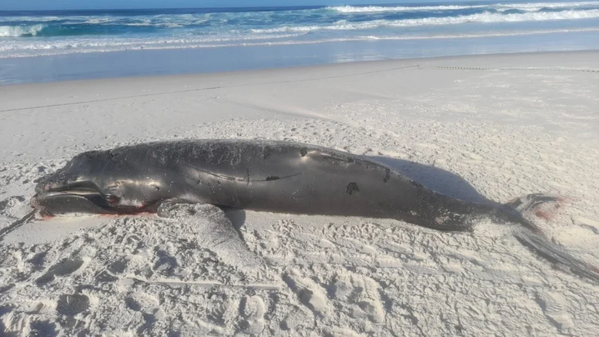 Filhote de baleia jubarte é encontrado morto em Arraial do Cabo