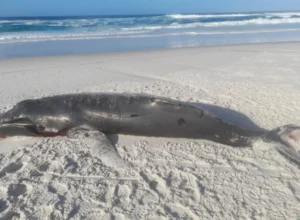 Filhote de baleia jubarte é encontrado morto em Arraial do Cabo