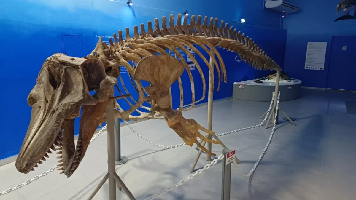 Arraial do Cabo: Museu Oceanográfico da Marinha oferece entrada gratuita ao público até este domingo (1º)