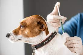 Dia D da vacinação antirrábica 2023 de cães e gatos, será neste sábado (30)