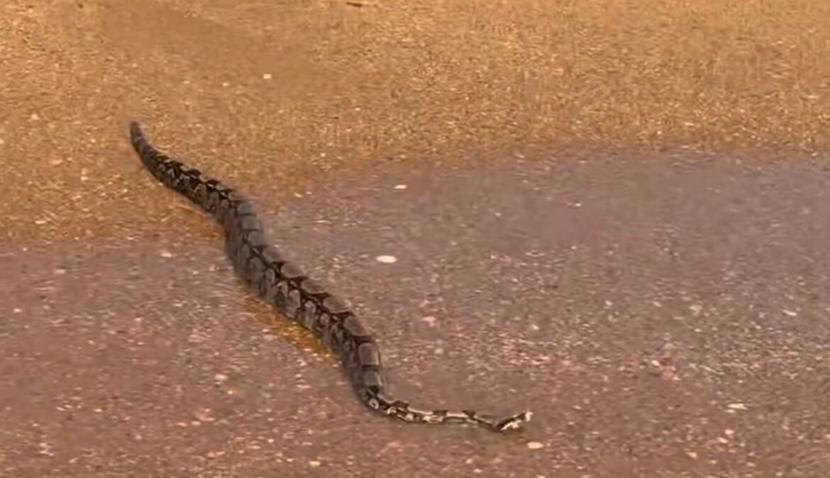 Cobra é encontrada na areia da praia de CostAzul, em Rio das Ostras