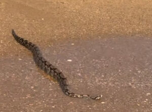 Cobra é encontrada na areia da praia de CostAzul, em Rio das Ostras