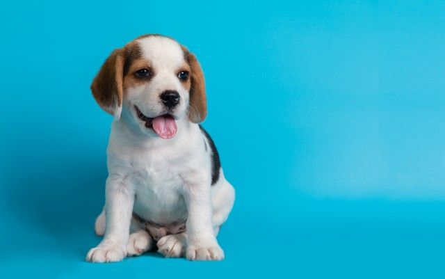 Macaé: Lei regulamenta o transporte de animais domésticos nos ônibus do município