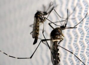 Araruama: Prefeitura vai realizar ação de combate à dengue na Praça da Bíblia