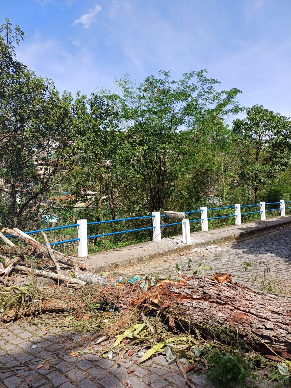 Árvore Doente Cai na Avenida Aladyr Rodrigues Costa, em Bom Jardim – RJ