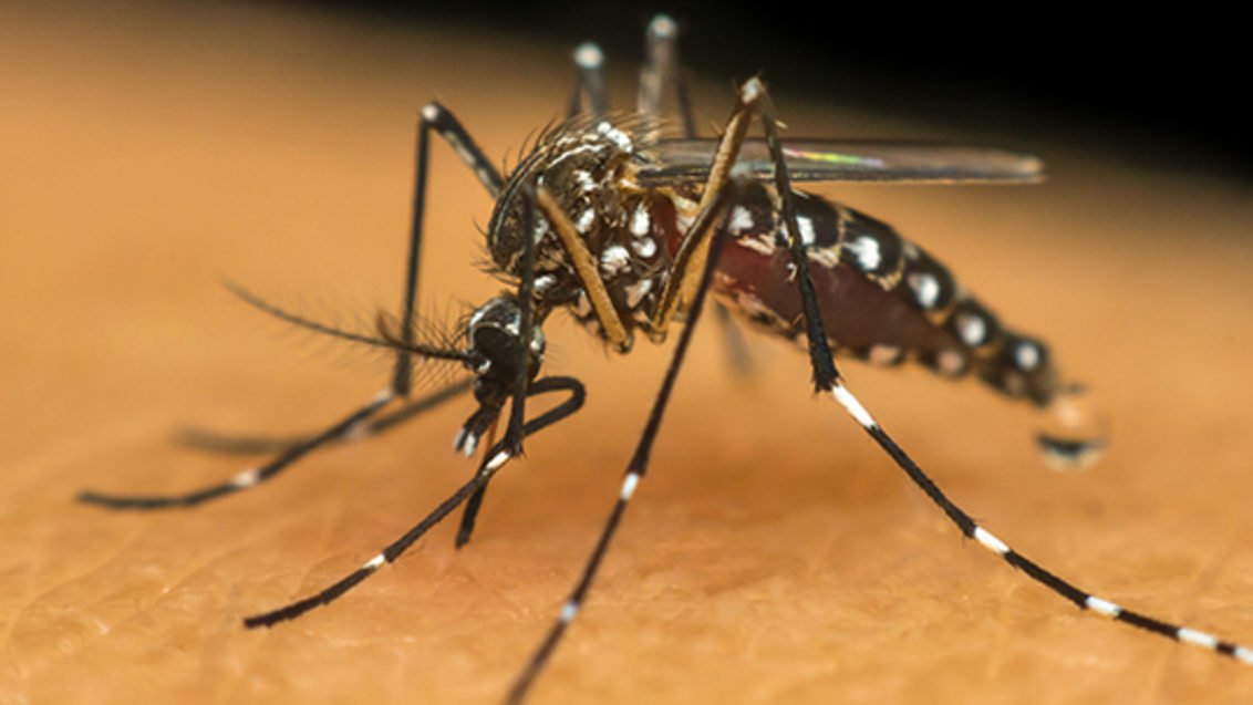 Macaé alerta a população sobre proliferação do Aedes