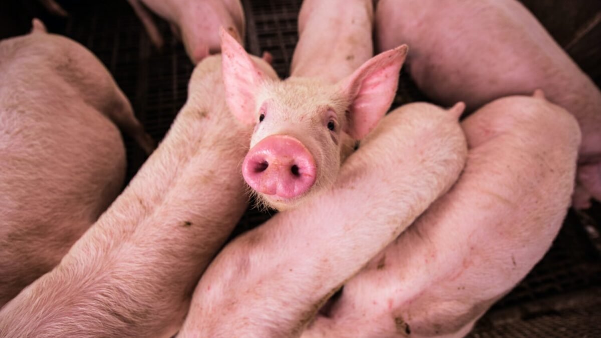 Ranking avalia políticas de bem-estar animal das 9 maiores produtoras de carne suína do Brasil