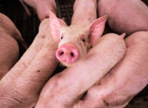 Ranking avalia políticas de bem-estar animal das 9 maiores produtoras de carne suína do Brasil
