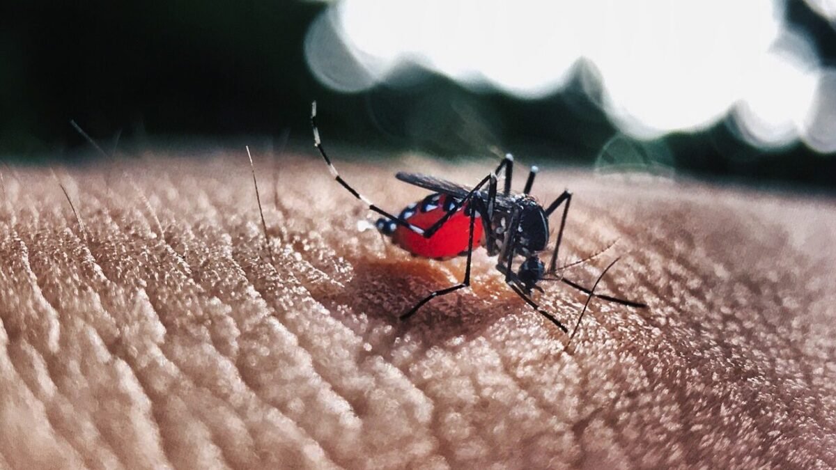 Dengue avança em ritmo acelerado no estado do Rio de Janeiro