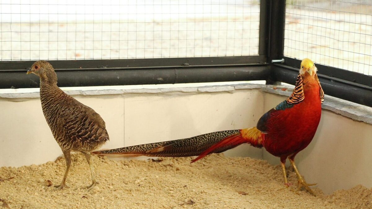 Botânico das Asas Encanta Araruama com a Chegada das Primeiras Borboletas e Aves Silvestres e Exóticas