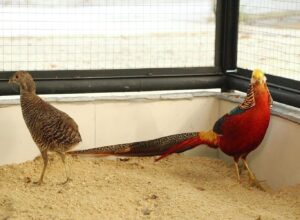 Botânico das Asas Encanta Araruama com a Chegada das Primeiras Borboletas e Aves Silvestres e Exóticas