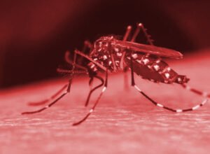 Dengue no Rio tem número de casos seis vezes maior que o esperado