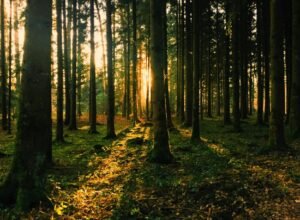 Investidores internacionais de olho na prestação de Serviço de Conservação Ambiental no Brasil