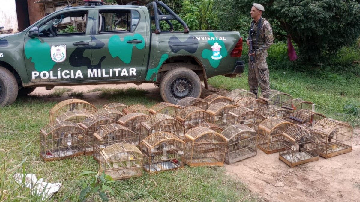 Polícia Ambiental resgata 28 pássaros silvestres mantidos em cativeiro em Sumidouro