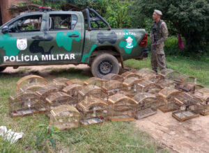 Polícia Ambiental resgata 28 pássaros silvestres mantidos em cativeiro em Sumidouro