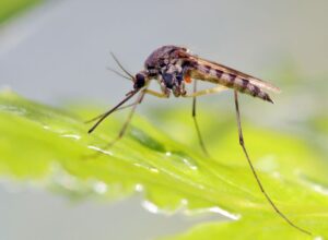 ESTADO DO RIO REGISTRA CASOS DE DENGUE TIPO 3, QUE NÃO CIRCULAVA DESDE 2007
