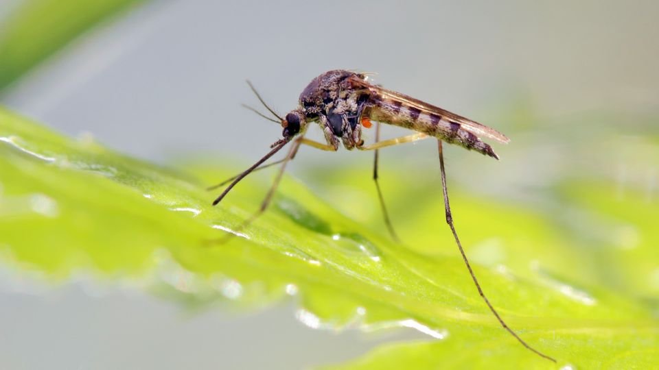 ESTADO DO RIO REGISTRA CASOS DE DENGUE TIPO 3, QUE NÃO CIRCULAVA DESDE 2007