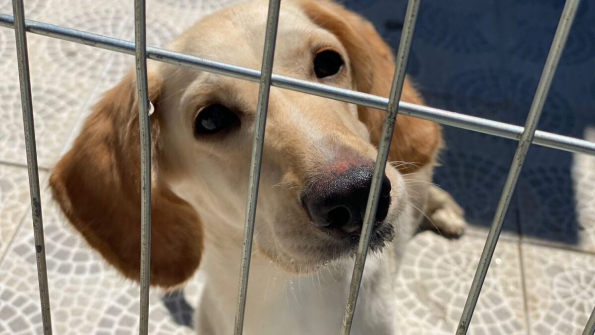 Centro recebe Feira de adoção de cães neste sábado (24/08)