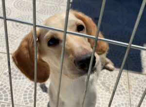 Centro recebe Feira de adoção de cães neste sábado (24/08)