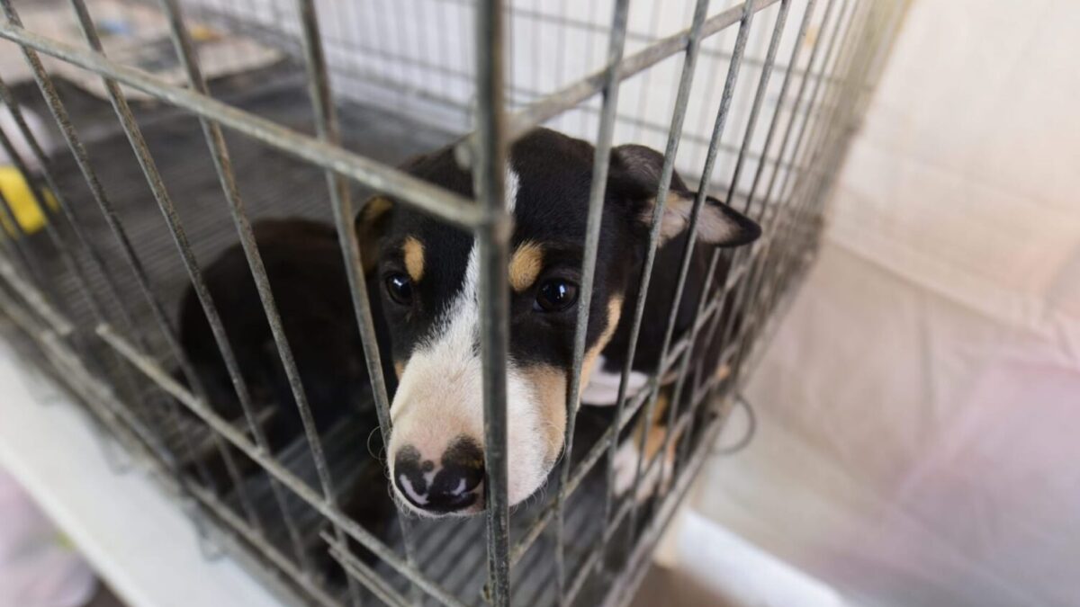 Itaipuaçu recebe Feira de adoção de cães e gatos neste sábado (03/08)