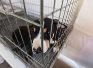 Itaipuaçu recebe Feira de adoção de cães e gatos neste sábado (03/08)