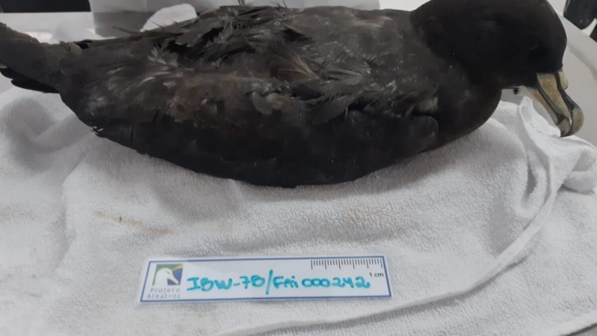 Instituto Albatroz recebe ave com anilha de identificação do Museu Nacional de História Natural, na França