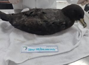 Instituto Albatroz recebe ave com anilha de identificação do Museu Nacional de História Natural, na França