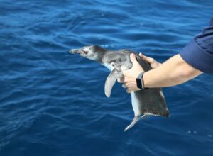 Pinguins-de-Magalhães reabilitados em Araruama são devolvidos à natureza pelo Inea