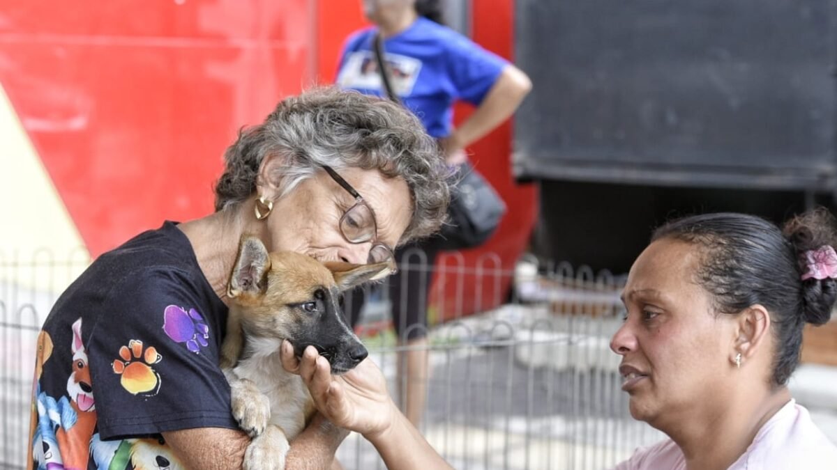 Proteção Animal consegue lar para nove cães e gatos