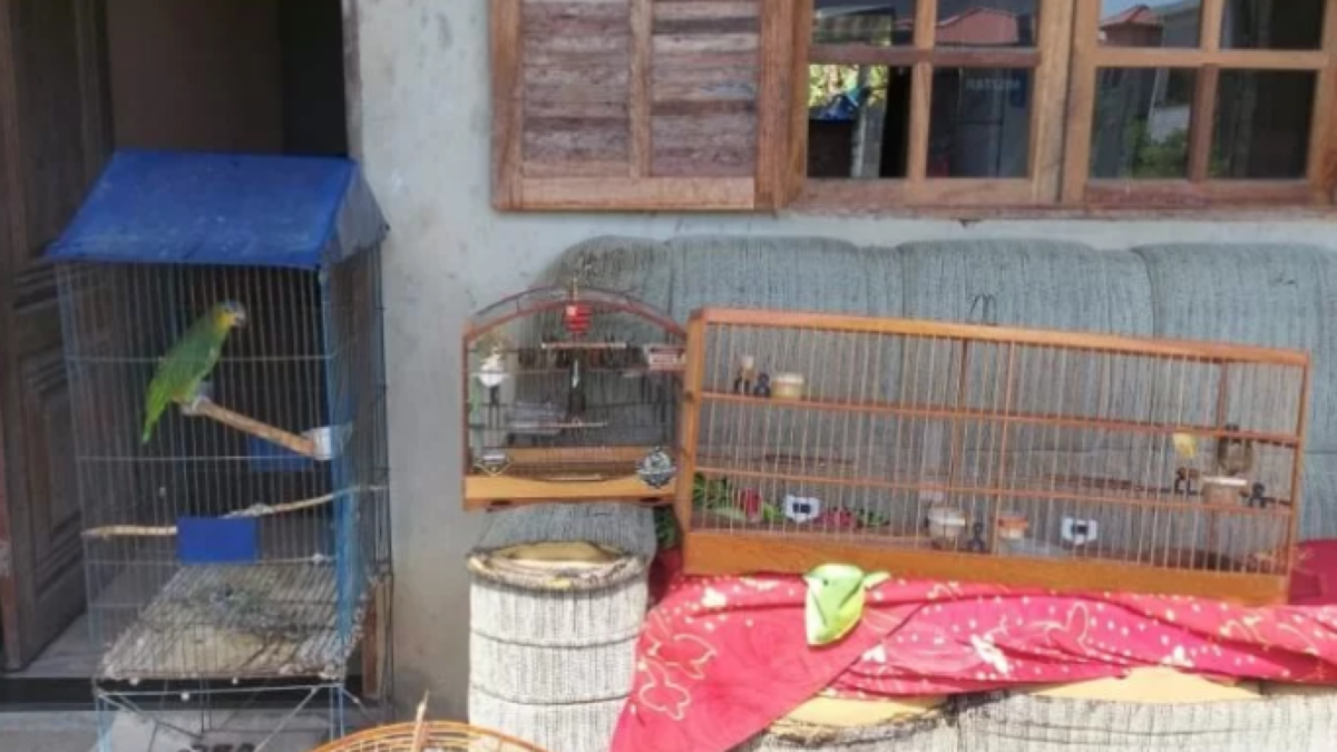 Pássaros em cativeiro são resgatados em São Pedro da Aldeia nesta segunda-feira (30)