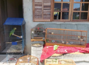 Pássaros em cativeiro são resgatados em São Pedro da Aldeia nesta segunda-feira (30)