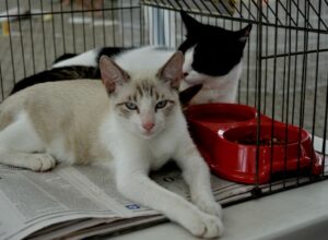 Semana da Proteção Animal é comemorada com palestras nas escolas
