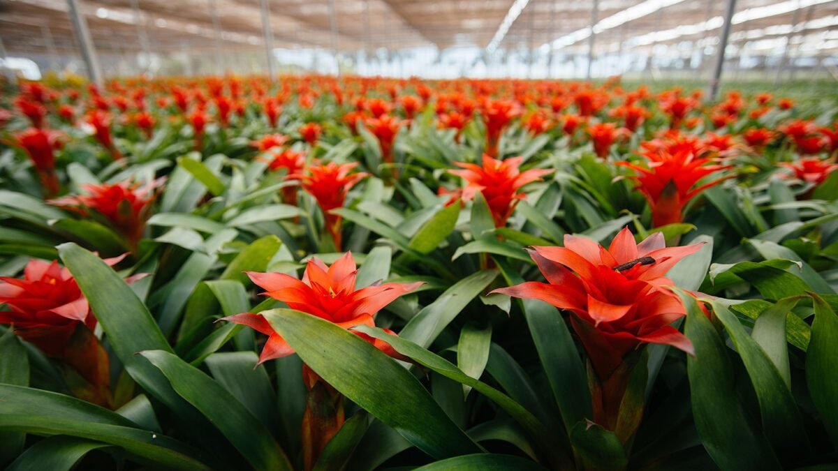 Feira Flores e Plantas direto de Holambra começa neste final de semana em Rio das Ostras