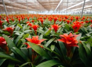 Feira Flores e Plantas direto de Holambra começa neste final de semana em Rio das Ostras