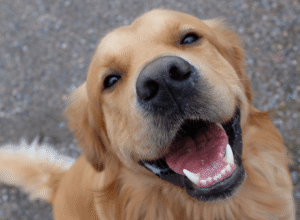 Cadastro para castração de animais é aberto em Rio das Ostras