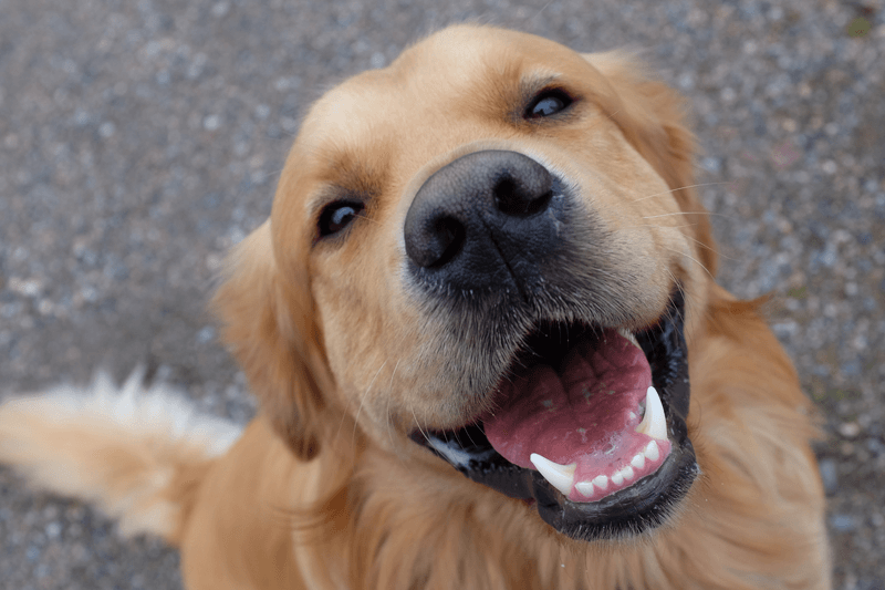 Cadastro para castração de animais é aberto em Rio das Ostras