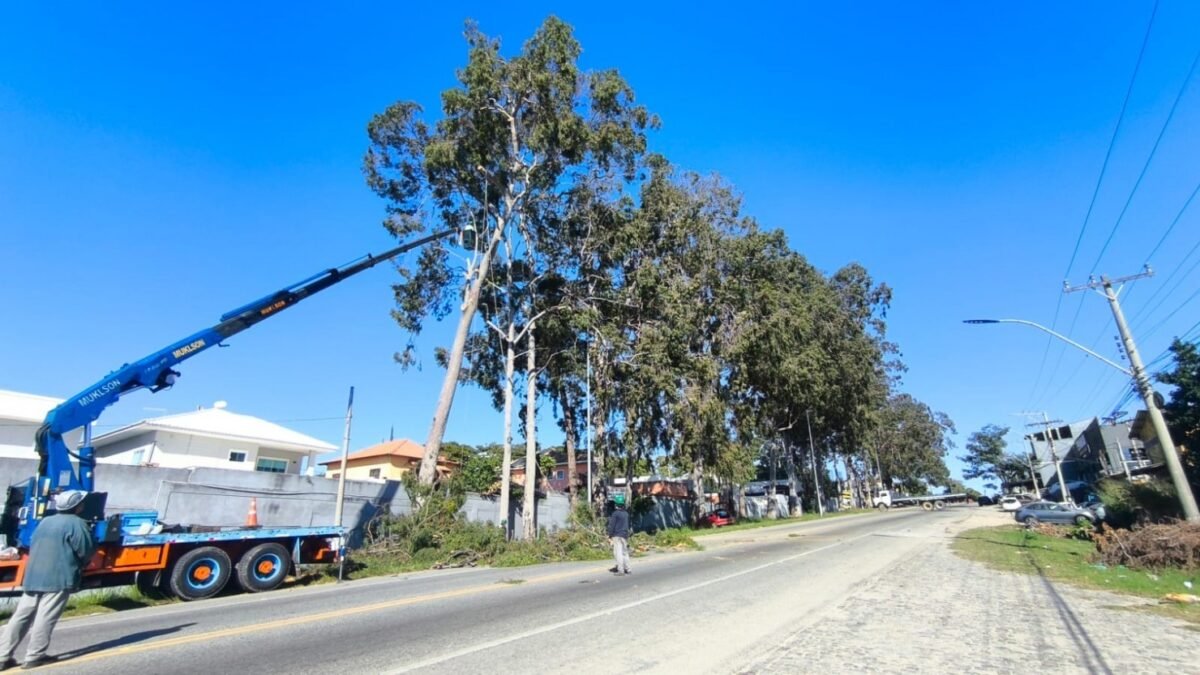 Araruama realiza interdição na RJ-106 para retirada de árvores com risco de queda
