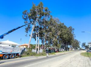Araruama realiza interdição na RJ-106 para retirada de árvores com risco de queda