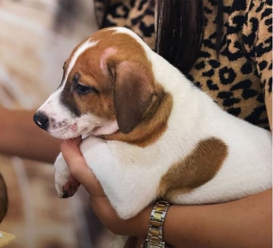 Shopping Plaza Rio das Ostras: Pet Day com Vacinação e Adoção