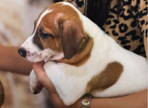 Feira de adoção de cães e gatos leva amor e solidariedade ao Bairro Harmonia